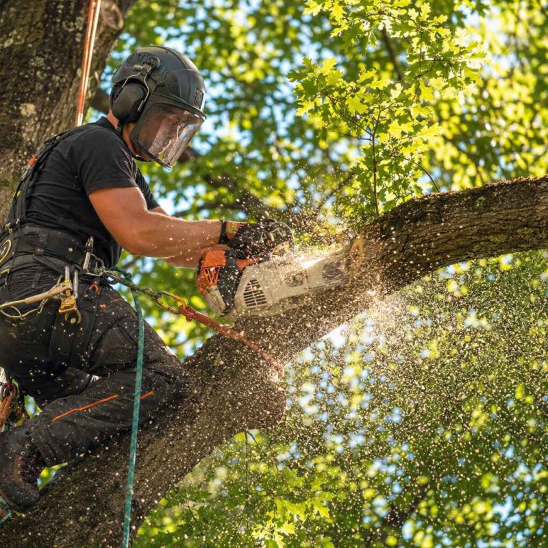 tree-surgery-professionals-cheshire